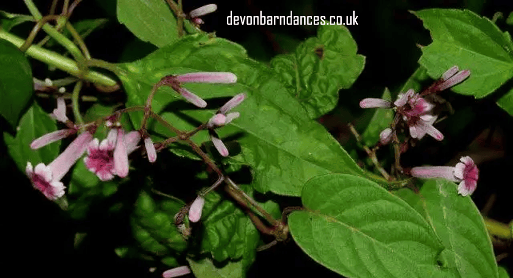 devonbarndances.co