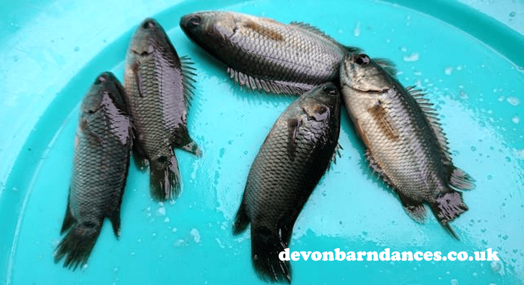 devonbarndances.co