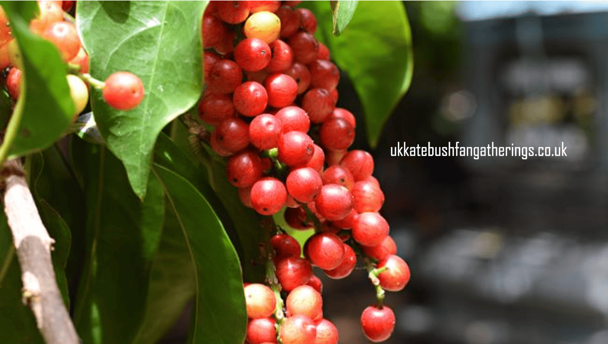 ukkatebushfangatherings.co