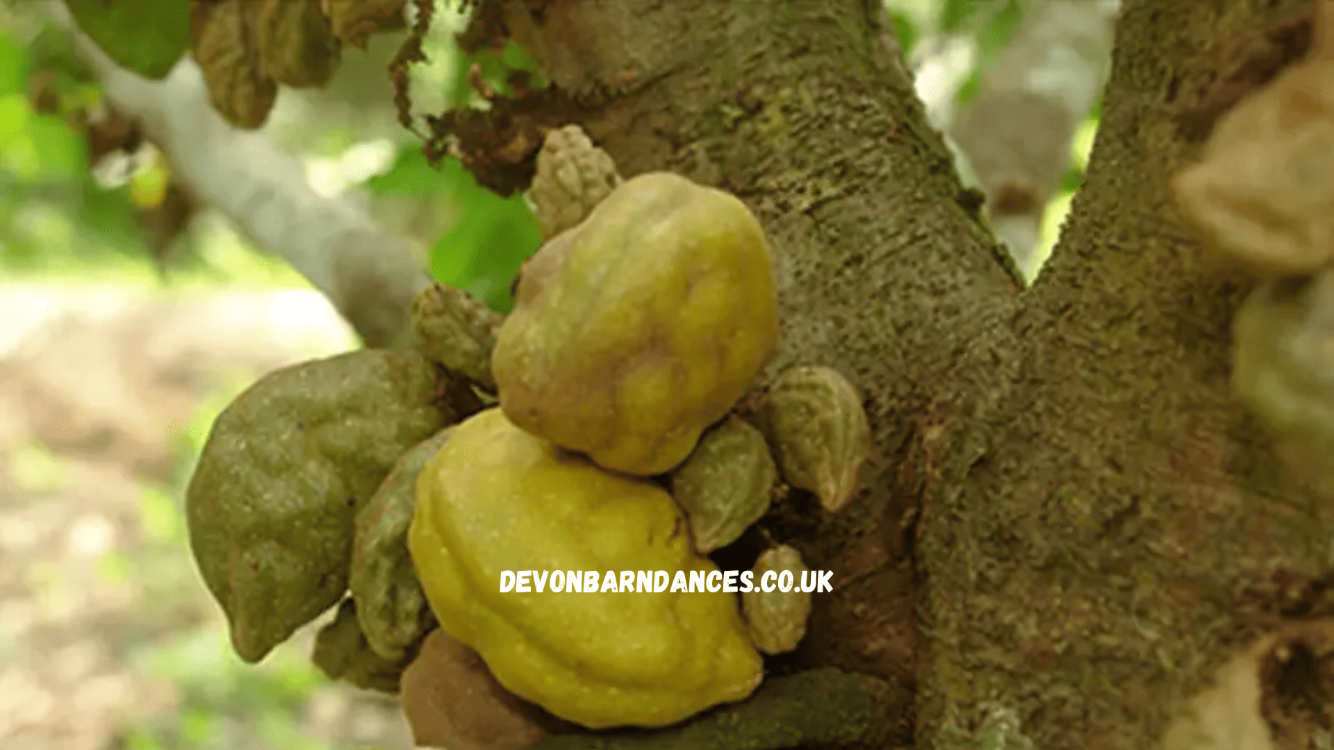 devonbarndances.co.uk