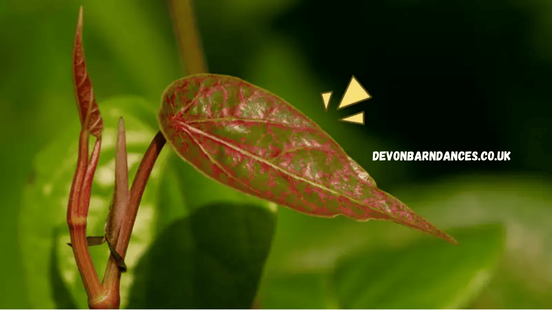 devonbarndances.co.uk