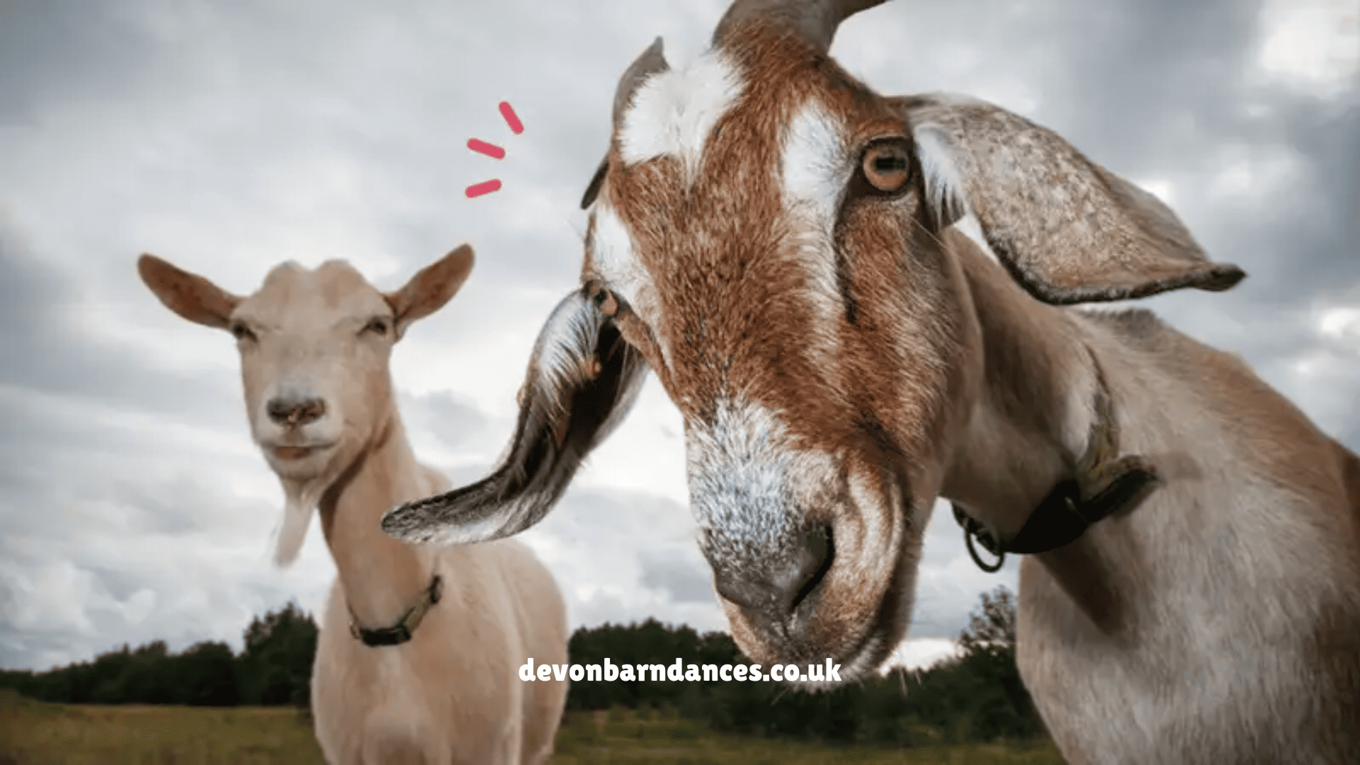 devonbarndances.co.uk