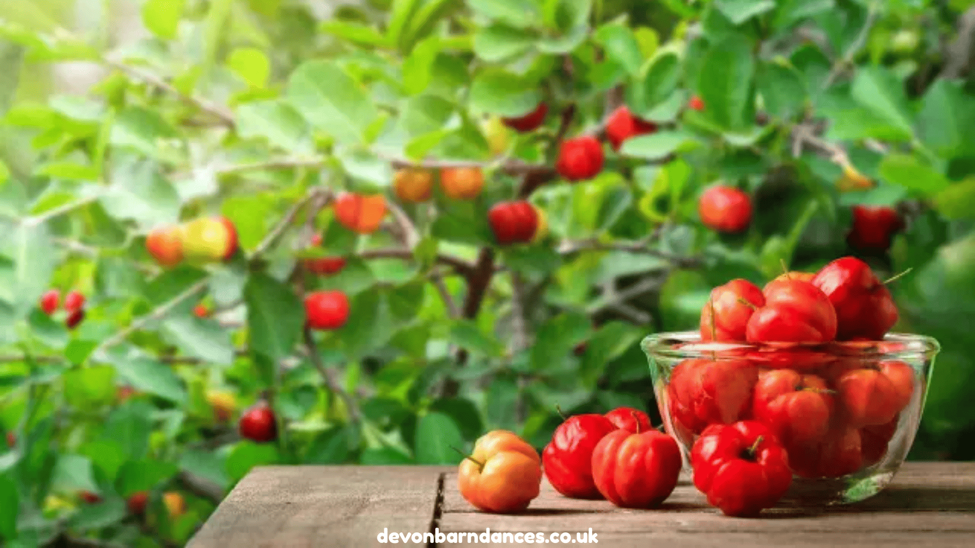 devonbarndances.co.uk