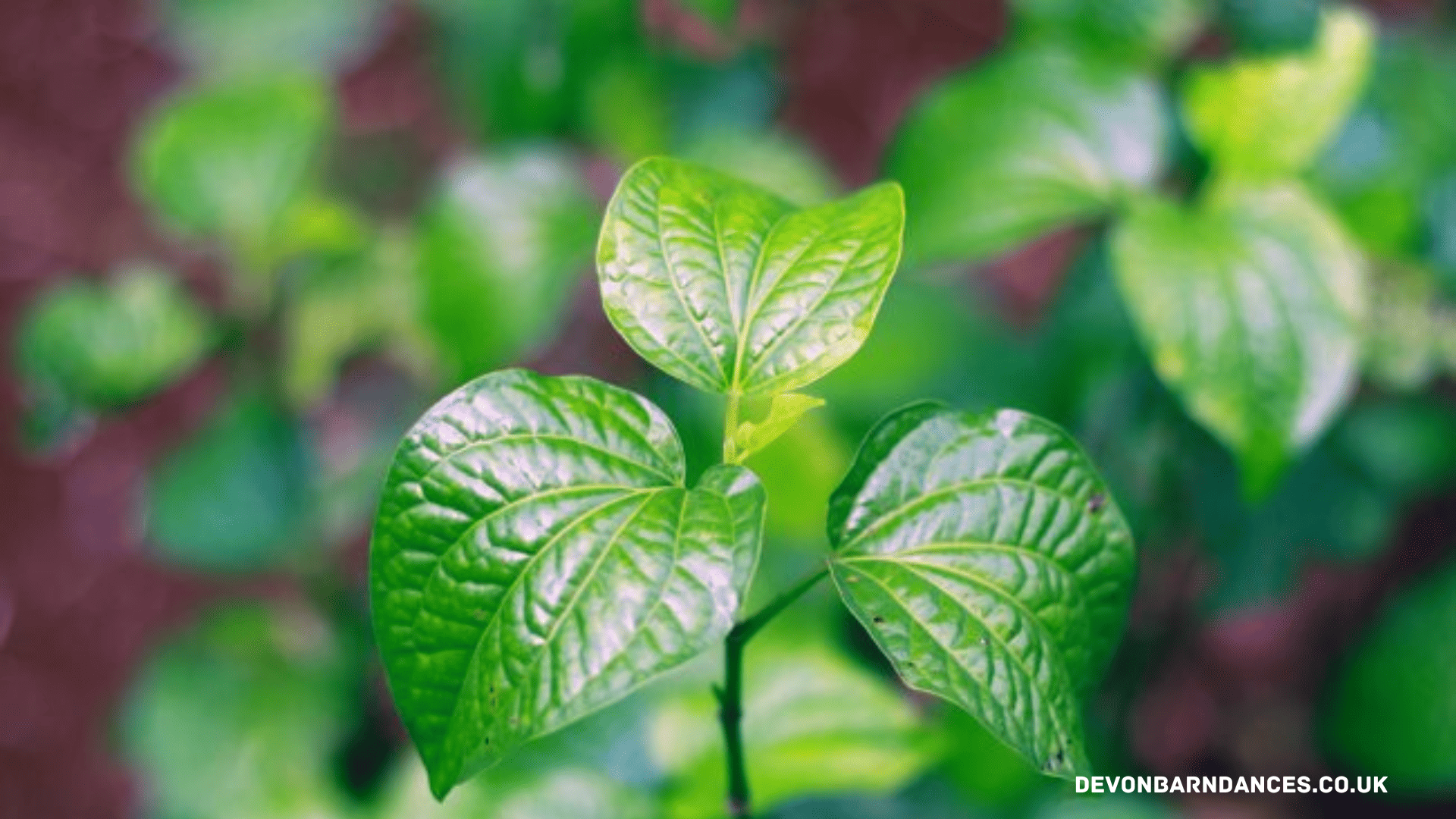 devonbarndances.co.uk