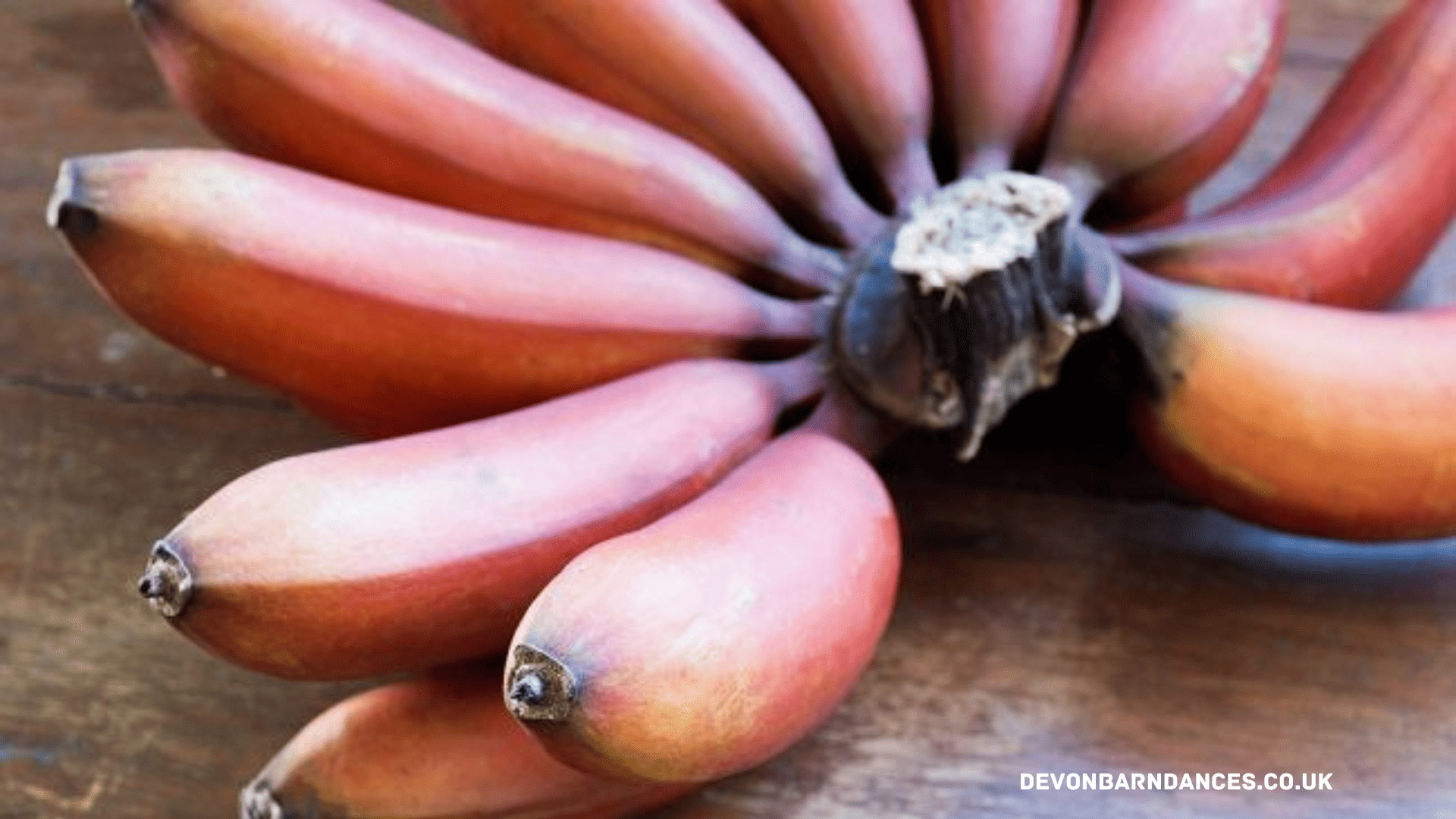 devonbarndances.co.uk