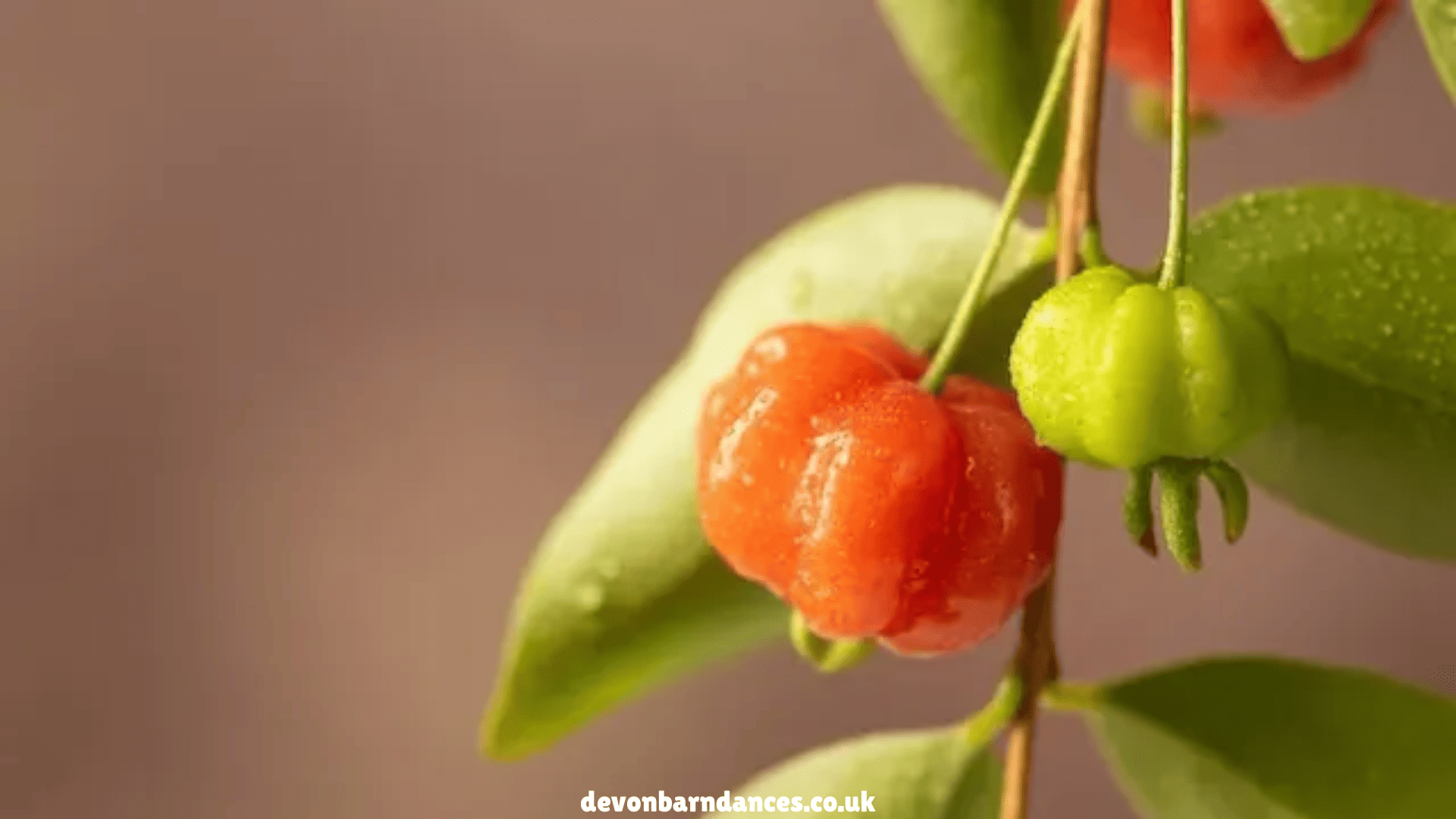 devonbarndances.co.uk