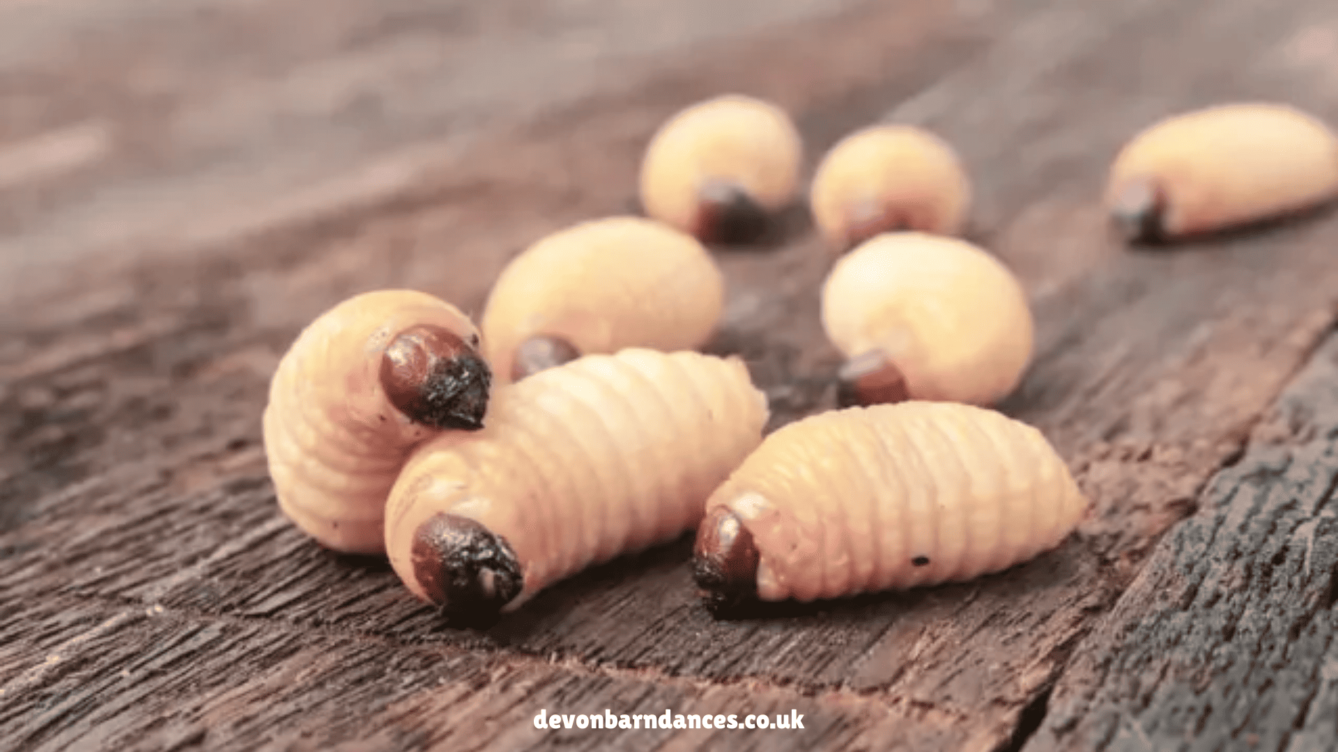 devonbarndances.co.uk