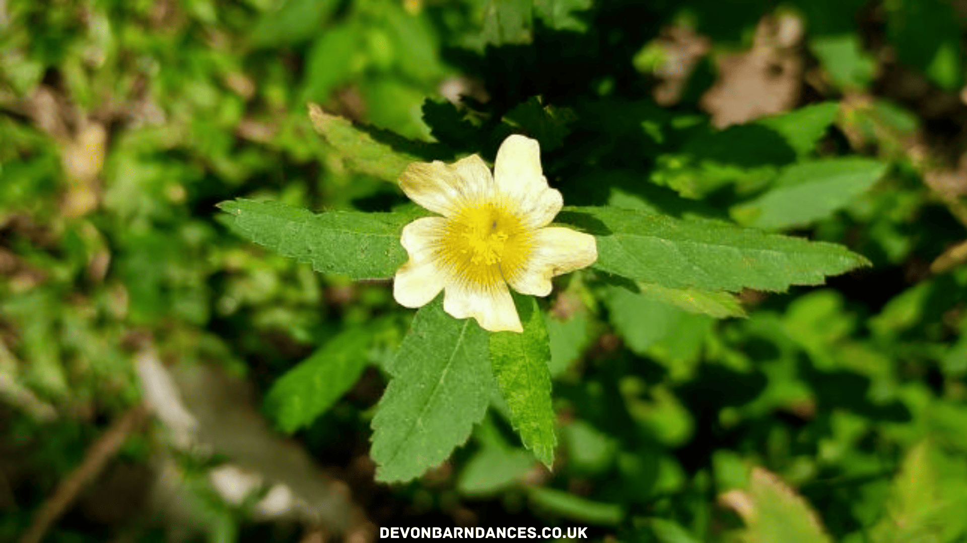 devonbarndances.co.uk