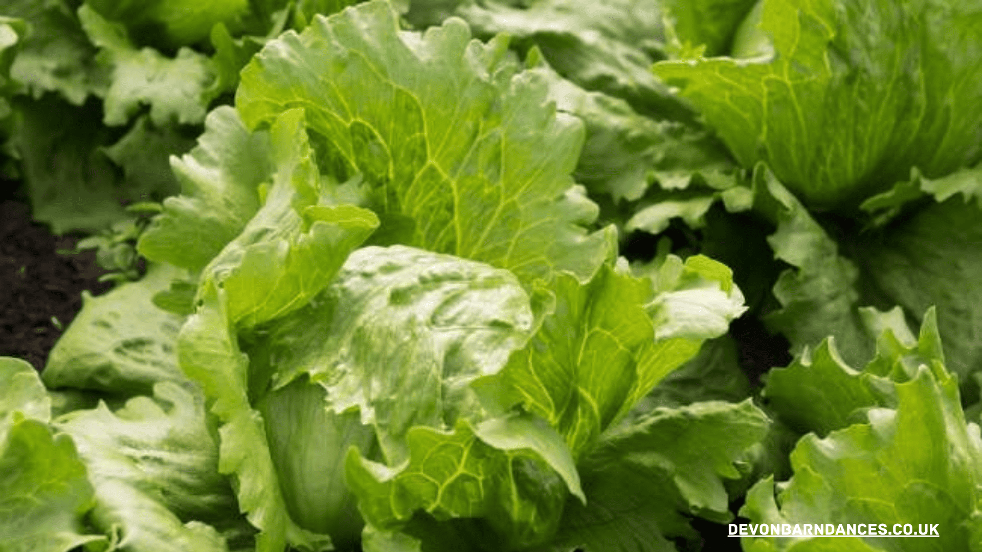 devonbarndances.co.uk