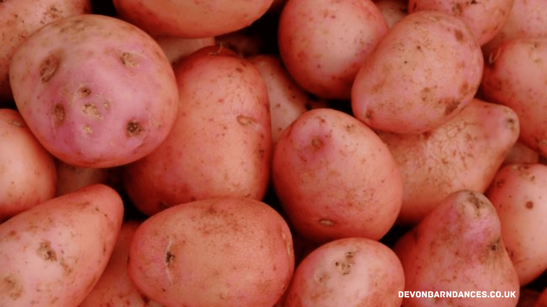 devonbarndances.co.uk