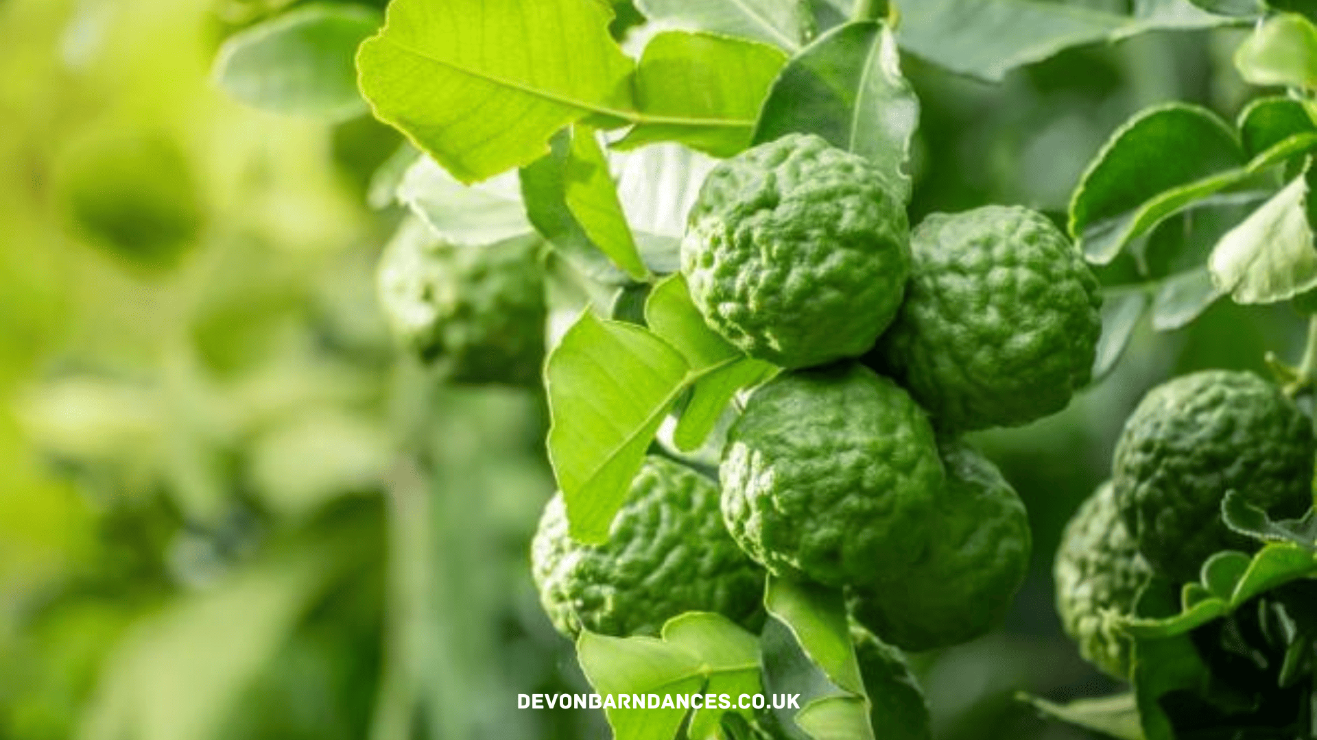 devonbarndances.co.uk